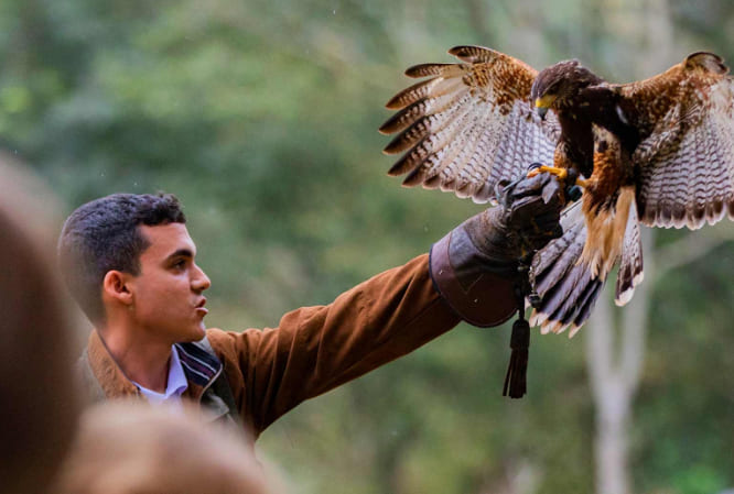 Falcoaria - Dreams Eco Park